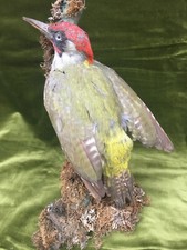 Taxidermy green woodpecker for sale  HILLSBOROUGH
