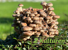 Doppelpack bio shiitake gebraucht kaufen  Großdubrau
