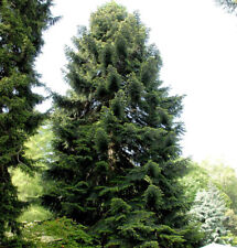 Nordmannstanne 125 150cm gebraucht kaufen  Bad Zwischenahn