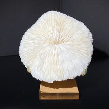 155g natural white d'occasion  Expédié en Belgium
