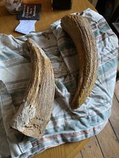 Fossilised bison horn for sale  NEWARK