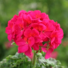 Geranium horizon violet for sale  DUDLEY