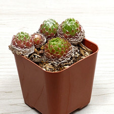 Succulent pot plant for sale  San Jose