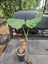 Monstera dubia mature for sale  Englewood
