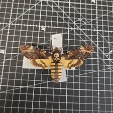 Acherontia atropos death for sale  BARRY