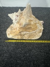 Conch seashell home for sale  LONDON
