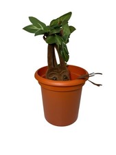 Harry potter mandrake for sale  BASILDON