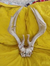 Old heavy whitetail for sale  Salt Lake City