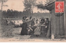 Landes bergers landais d'occasion  Expédié en Belgium