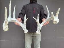 Nice point whitetail for sale  USA