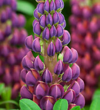 Purple lupin seeds for sale  SOUTH CROYDON