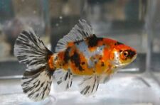 One 2.5 inches for sale  Sacramento