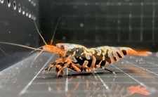 Single female metallic for sale  Los Angeles