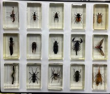 Small real bugs for sale  ALTRINCHAM