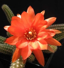 Chamaecereus silvestrii 10cm usato  Italia