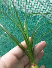 Ponytail palm live for sale  Lyons