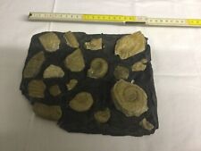 Fossilienplatte verschiedenen  gebraucht kaufen  Mannheim