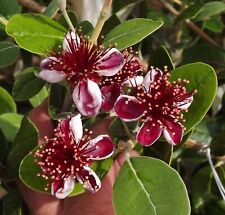 Pineapple guava feijoa for sale  Hurley