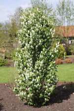 Amelanchier alnifolia obelisk for sale  NEWRY