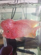 5 flowerhorn cichlids for sale  Conroe