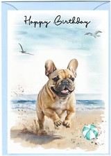 French bulldog frenchie for sale  YEOVIL