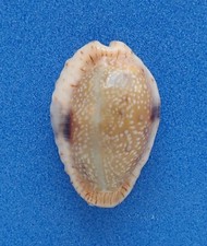 cypraea d'occasion cypraea d'occasion Biarritz