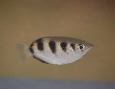 Banded archer fish for sale  Fellsmere
