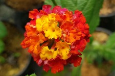 Lantana hybride grenat d'occasion  Perpignan-