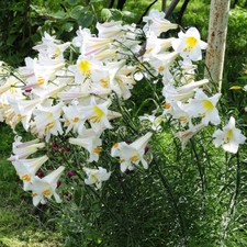 Seed white giant for sale  LONDON