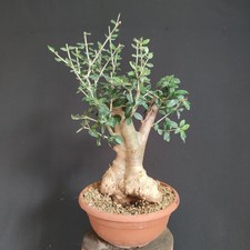 Pre bonsai shoin usato  San Pancrazio Salentino