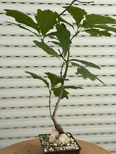 Quercia roccia bonsai usato  Italia