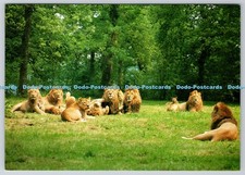 D303040 pride longleat for sale  WARLINGHAM