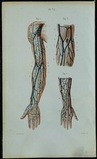 1852 planche anatomie d'occasion  France