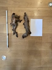 Wurzel holz aquarium gebraucht kaufen  Bergheim