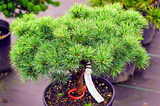 Pinus parviflora catherine for sale  Silverton