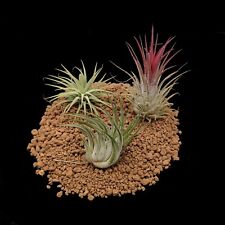 Tillandsia ionantha mix usato  Brindisi