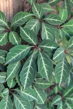 Virginia creeper 9cm for sale  KEIGHLEY