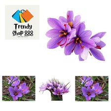 100 crocus sativus for sale  Katy