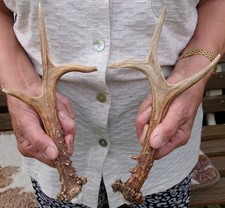 Kapitale echte rehbock gebraucht kaufen  Frankenblick, Schalkau