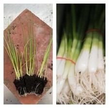 Three welsh onion for sale  CHESTERFIELD