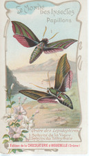 chromo aiguebelle monde insectes d'occasion chromo aiguebelle monde insectes d'occasion Montbrison