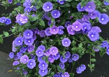 Convolvolo blu convolvulus usato  Valmacca