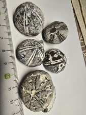 Versteinerte seeigel steinkern gebraucht kaufen Versteinerte seeigel steinkern gebraucht kaufen  Elmenhorst