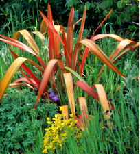 Phormium cookianum flamingo for sale  NORTHWICH