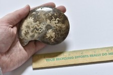 Polished moroccan ammonite for sale  Lakeville