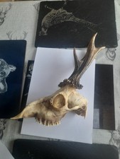 Roe deer for sale  NORWICH