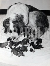 Vintage animali cuccioli usato  Roma