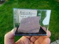 trilobit fossil gebraucht kaufen  Limbach-Oberfrohna