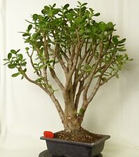 Bonsai crassula vata gebraucht kaufen  Düsseldorf