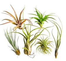 Blooms rainforest grown for sale  USA